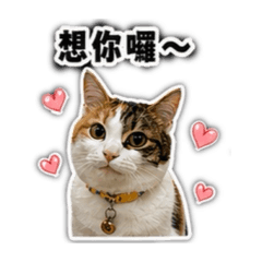Puppy是一隻三花貓2-日常用語