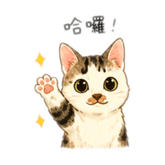 啊咪咪咪貓