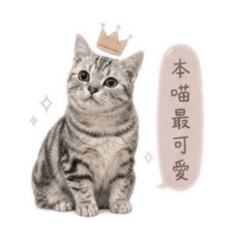 松露醬小貓/ᐠ. .ᐟ Ⳋ
