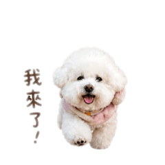 淡定花姐與暴走初一