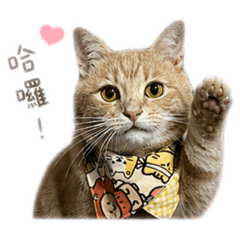 琥珀貓咪
