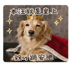 臘腸小廢狗-公主咪日常2