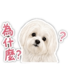 馬爾濟斯-弟弟日常