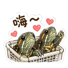 巴西龜（紅耳龜）的生活日常