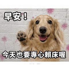 臘腸小廢狗-公主咪日常3