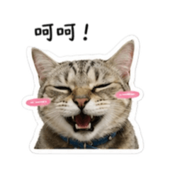 錢錢の日常用語❶