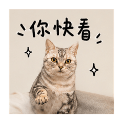 斑比日記