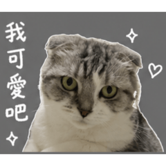 ㄇㄧㄡ ㄇㄧㄡ 日常貼圖