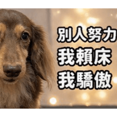 臘腸小廢狗-公主咪日常4