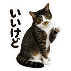 Vivi the Tabby Cat