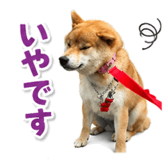 No Way! Hana the Shiba Inu
