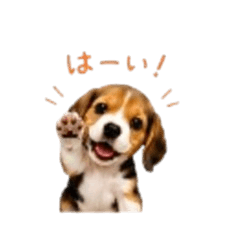 Everyday use for a cute beagle dog