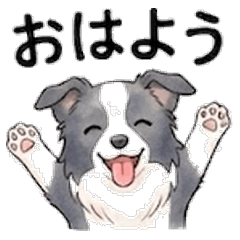 Smart Border Collie - Daily 24