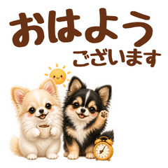 Big Text Polite Chihuahuas  Daily