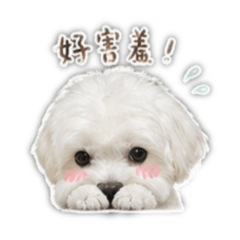馬爾濟斯Pinki