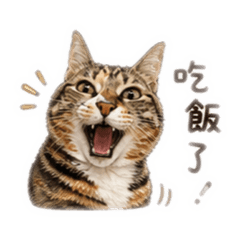 一隻咖啡:日常用語