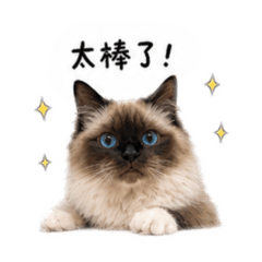 威士忌大喵喵
