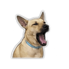 迎迎狗