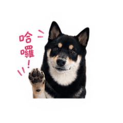 姜小糖小日常