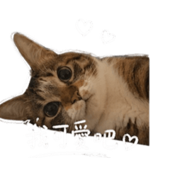 杜家小公主