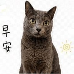 家有可愛灰貓