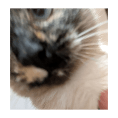 kotepon._20260509110944