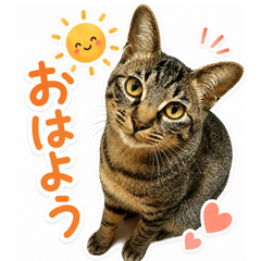 Tora-chan Cat Stickers