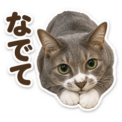 Tom the Gentle Cat
