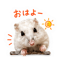 Yuki the Hamster: Cute Everyday