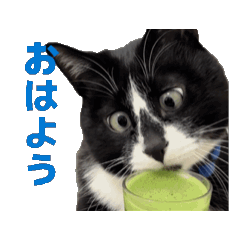 Mr. Cat- Smoothie for breakfast