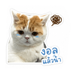 ca.pingping_20260428161647
