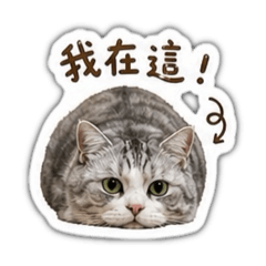 咪咕小貓咪2