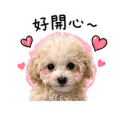 王小Q