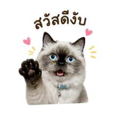 MumuCatFamily_20260430155825