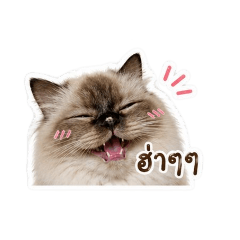 MumuCatFamily_20260501110605