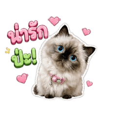 MumuCatFamily_20260430115630