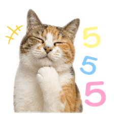 Fat Cat MT