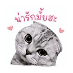 NaNyNan_20260502161449