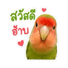 Lovebirds V1