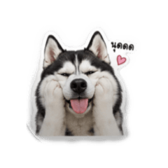 Dog67