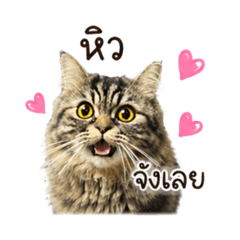 lookjib_20260428183617