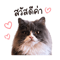 Anchan Cat