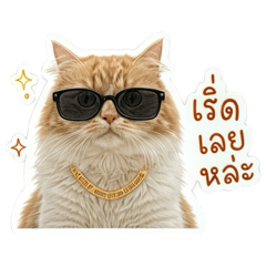 summer.jongjangcat