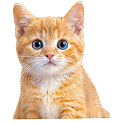 CatST1