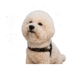 波比❤️