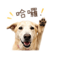 阿MoMo