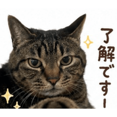sakamichi_20260509120329