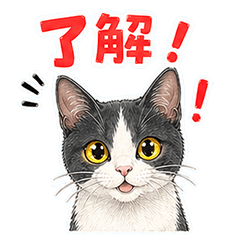 Daily stamps of a calico cat
