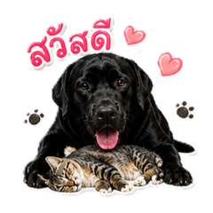 dog family_20260503125343