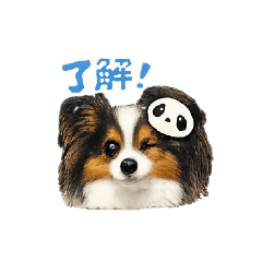 Cutey Papillon